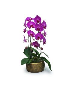 Purple Butterflies orchid plant