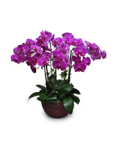 Grand Phalaenopsis orchid plant