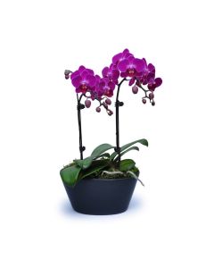 迷你紫蘭花 6 