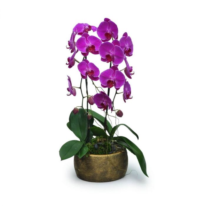 Purple Butterflies orchid plant