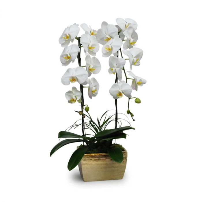 White Butterflies orchid plant