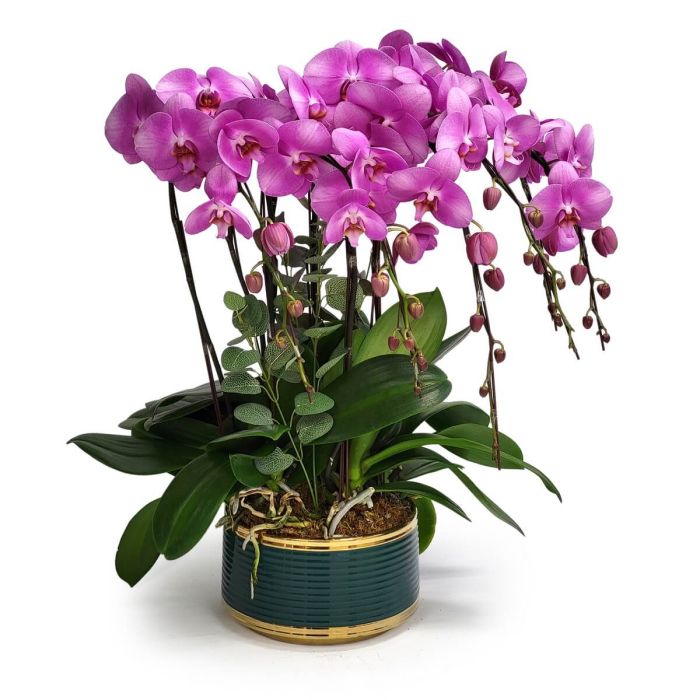 Regal Pink Orchids