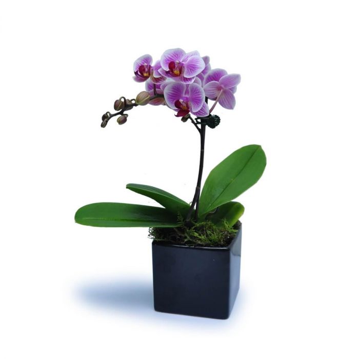 Mini Phalaenopsis 3 orchid plant