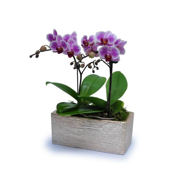 Mini Phalaenopsis 8 orchid plant