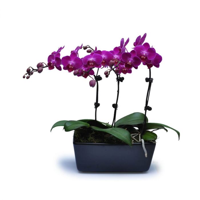 Mini Purple Orchids 11 