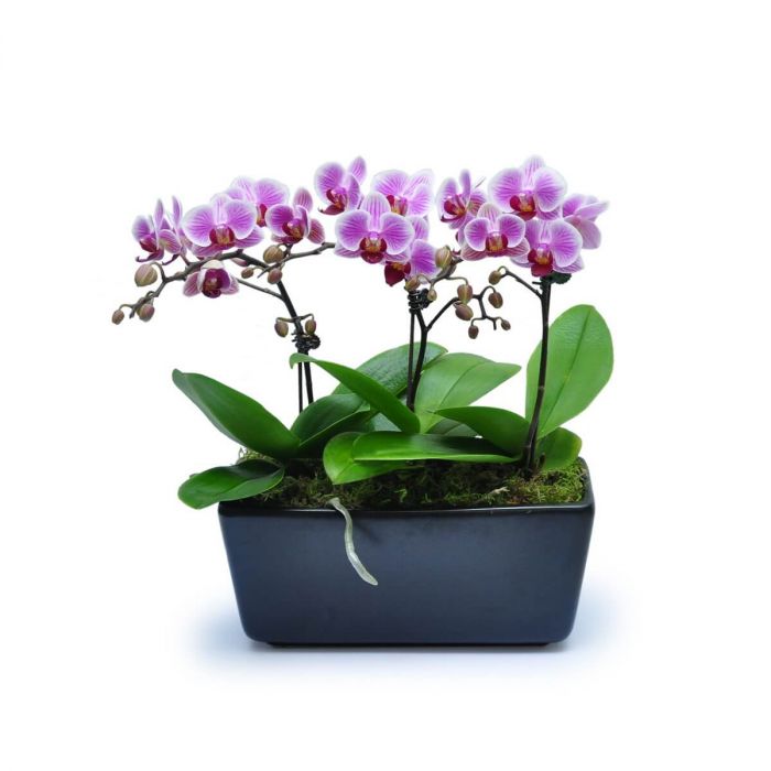 Mini Phalaenopsis 13 orchid plant