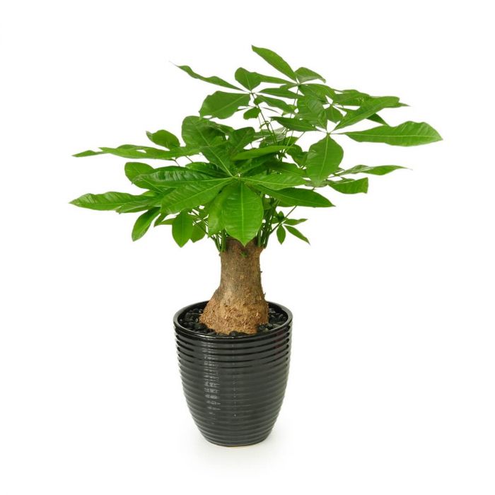 Potted Plant 4S indoor plant